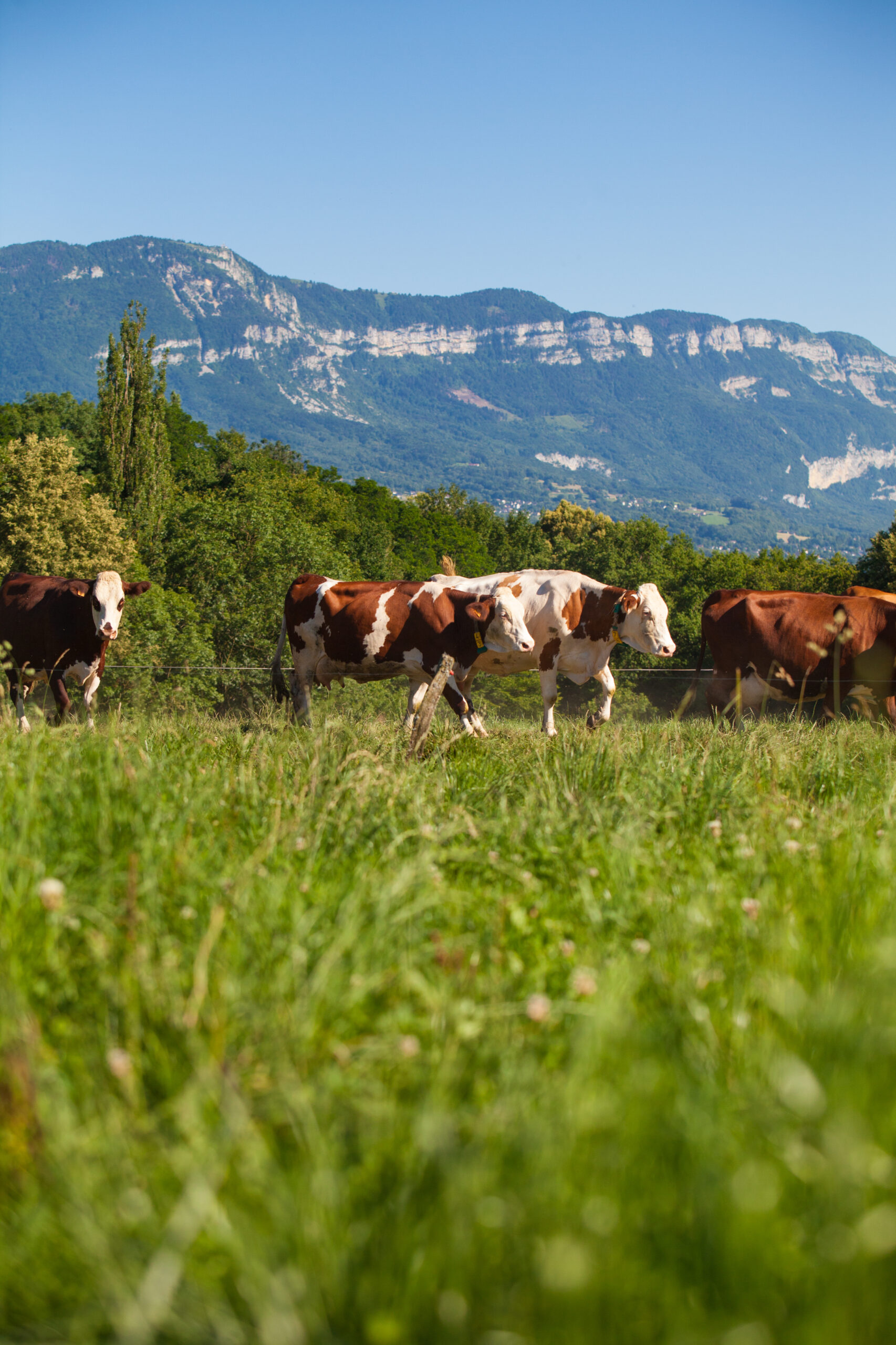 A herd of cows producing milk for Gruyere cheese in France in the spring
